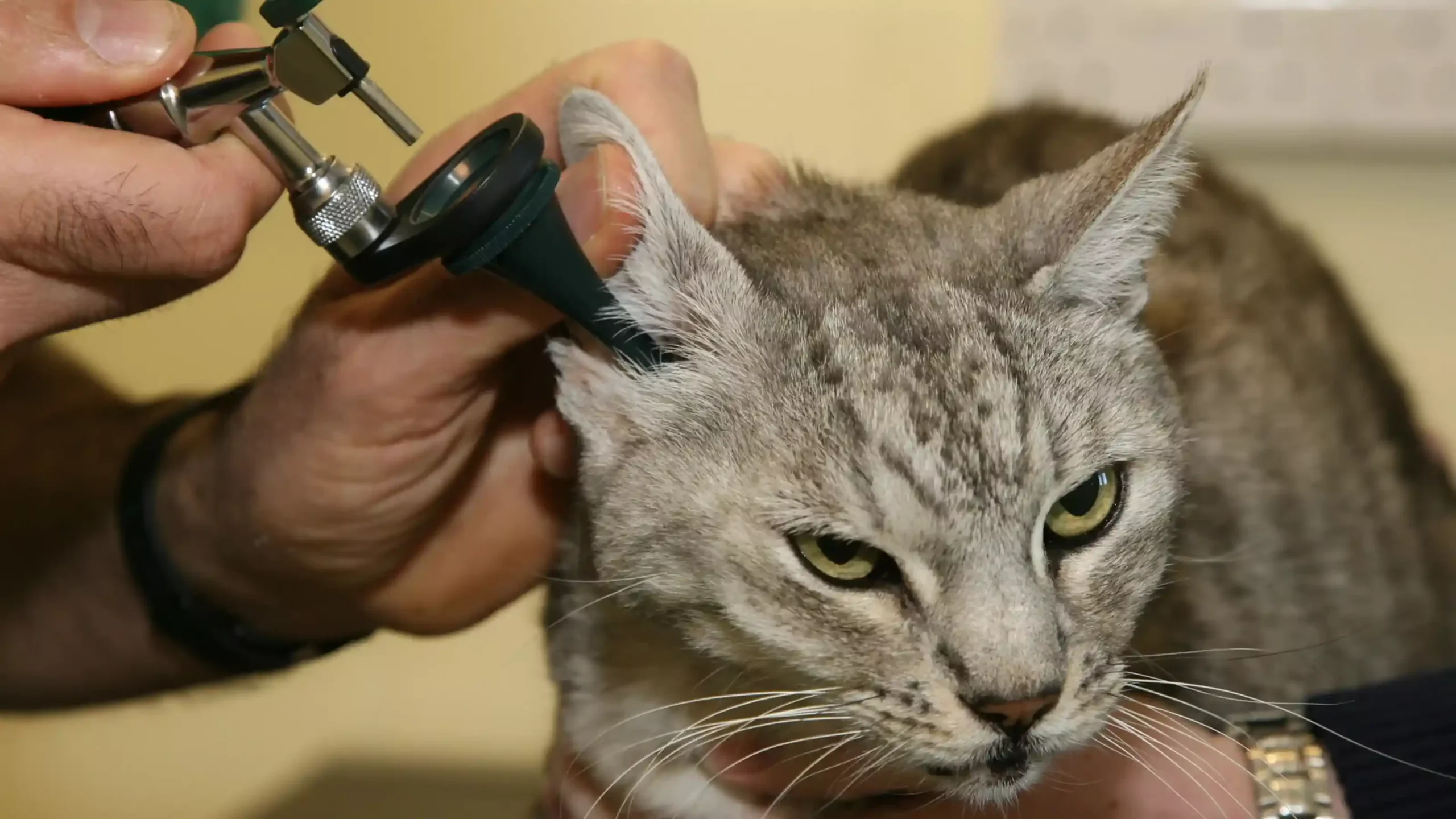 How to Recognize Symptoms of Ear Mites in Cats