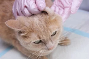 symptoms of ear mites in cats